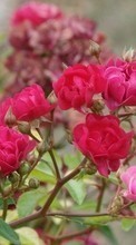 Baixar a imagem 320x480 para celular Plantas,Flores,Rosas grátis.