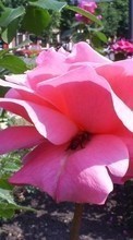 Baixar a imagem 320x240 para celular Plantas,Flores,Rosas grátis.