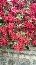 Baixar a imagem 480x800 para celular Plantas,Flores,Rosas grátis.