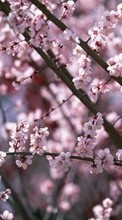 Plantas,Flores,Cereja,Sakura para Sony Ericsson Vivaz