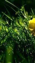 Plantas,Flores,Grama para HTC Desire 610