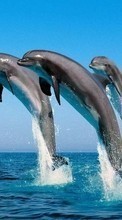 Animais,Água,Golfinhos,Mar,Peixes para Samsung E2232