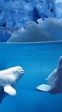 Animais,Inverno,Água,Golfinhos,Mar,Neve para Sony Xperia E3 D2202