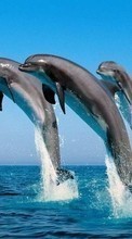 Golfinhos,Mar,Animais