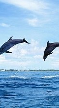 Baixar a imagem para celular Animais,Natureza,Golfinhos grátis.