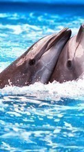 Golfinhos,Animais para LG V10