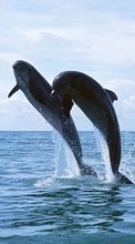 Golfinhos,Animais para Samsung E700