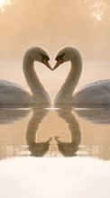 Baixar a imagem para celular Animais,Aves,Água,Corações,Swans,Amor,Dia dos namorados grátis.