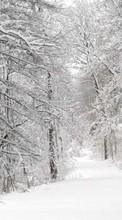 Baixar a imagem 320x480 para celular Paisagem,Inverno,Natureza,Árvores,Estradas,Neve,Figueiras grátis.