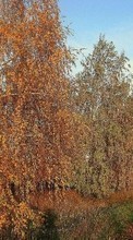Baixar a imagem 1080x1920 para celular Paisagem,Árvores,Estradas,Outono grátis.