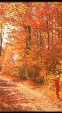 Paisagem,Árvores,Estradas,Outono