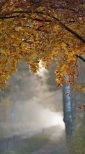 Paisagem,Árvores,Estradas,Outono para Lenovo A300T