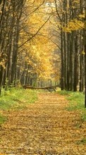 Árvores,Estradas,Outono,Paisagem para Vivo X51 5G