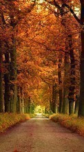 Árvores,Estradas,Outono,Paisagem