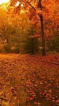 Baixar a imagem para celular Paisagem,Árvores,Estradas,Outono grátis.