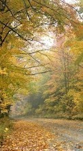 Baixar a imagem para celular Paisagem,Árvores,Estradas,Outono grátis.