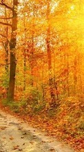 Baixar a imagem para celular Paisagem,Árvores,Estradas,Outono,Sol grátis.