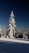 Baixar a imagem para celular Paisagem,Inverno,Árvores,Neve,Figueiras grátis.