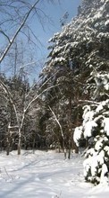 Baixar a imagem para celular Inverno,Árvores,Neve,Figueiras,Paisagem grátis.