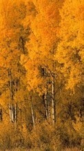 Baixar a imagem para celular Paisagem,Árvores,Outono,Vidoeiros grátis.