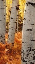 Baixar a imagem 800x480 para celular Paisagem,Árvores,Outono,Vidoeiros grátis.