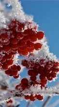 Baixar a imagem para celular Árvores,Neve,Berries,Plantas,Inverno grátis.