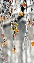 Paisagem,Árvores,Folhas,Gelo para Meizu MX5
