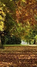 Baixar a imagem 720x1280 para celular Paisagem,Árvores,Outono,Folhas,Parques grátis.