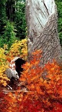 Baixar a imagem 800x480 para celular Paisagem,Árvores,Outono,Folhas grátis.