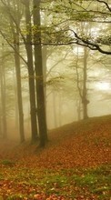 Paisagem,Árvores,Outono,Folhas para Lenovo S580