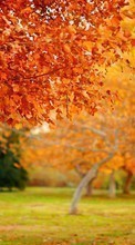 Baixar a imagem para celular Paisagem,Árvores,Outono,Folhas grátis.