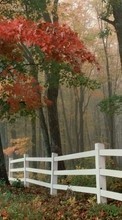 Paisagem,Árvores,Outono,Folhas para HTC Desire 626G+