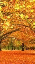 Baixar a imagem para celular Árvores,Folhas,Outono,Paisagem grátis.