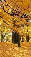Árvores,Folhas,Outono,Paisagem