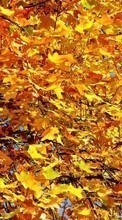 Baixar a imagem 540x960 para celular Plantas,Árvores,Outono,Folhas grátis.