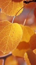 Baixar a imagem para celular Plantas,Árvores,Outono,Folhas grátis.