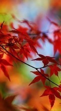Baixar a imagem para celular Outono,Folhas,Plantas,Árvores grátis.