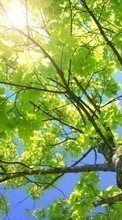 Paisagem,Árvores,Folhas,Sol para Sony Xperia TX
