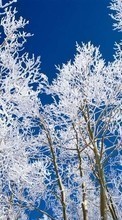 Baixar a imagem para celular Inverno,Árvores,Céu,Neve,Paisagem grátis.