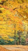 Paisagem,Árvores,Outono para HTC Sensation