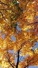 Baixar a imagem 1024x768 para celular Paisagem,Árvores,Outono grátis.