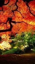 Baixar a imagem para celular Paisagem,Árvores,Outono grátis.