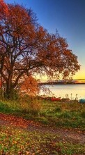 Árvores,Outono,Paisagem para LG Optimus Net P692