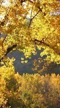 Baixar a imagem para celular Árvores,Outono,Paisagem grátis.