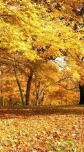 Baixar a imagem para celular Árvores,Outono,Paisagem grátis.