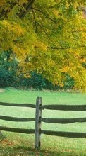 Baixar a imagem 240x400 para celular Paisagem,Árvores,Outono grátis.