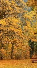 Paisagem,Árvores,Outono para Samsung Monte S5620