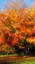 Paisagem,Árvores,Outono