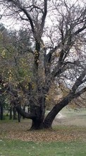 Baixar a imagem 1024x600 para celular Paisagem,Árvores,Outono grátis.