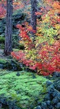 Baixar a imagem 320x240 para celular Paisagem,Árvores,Outono grátis.